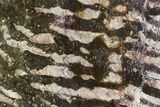 7.1" Polished Stromatolite (Collenia) Slab - Minnesota - #130655-1